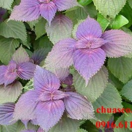 Chế tạo thuốc trị thâm mụn hiệu quả nhất từ rau xanh