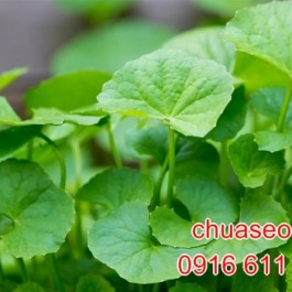 Trị sẹo lồi lâu năm bằng thiên nhiên: bạn có biết điều đó chưa?